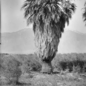 Black and white photograph of a palm tree and brush with mountains in the background.
