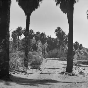 Black and white photograph of a dirt path leading toward a cluster of palm trees, framed by palm trees in the foreground, with a hillside in the distance.