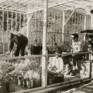 A black and white photo of three men in a greenhouse filled with plants in large tins and buckets. One man wears a sweater and is bending over examining a group of plants, another wears a short-sleeved shirt and sits on a stone ledge inside the greenhouse, and the third wears a flat cap and rests one leg on the wooden frame of the greenhouse. 