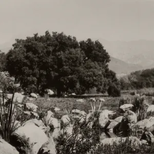 Early view of Blaksley Botanic Garden circa 1920s, note small pool in foreground