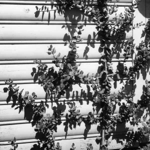 Espaliered Rhus integrifolia