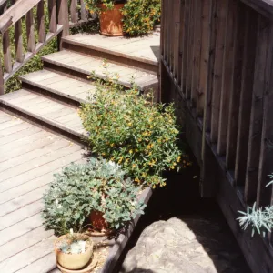 SBBG Home Demonstration Garden Deck with potted plants