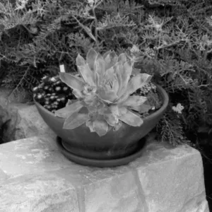 SBBG Home Demonstration Garden, Potted Plant