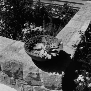 SBBG Home Demonstration Garden