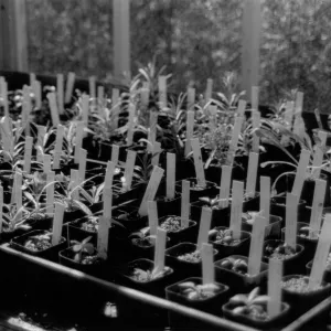 seedlings in pots
