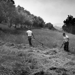 Lotterhos Triangle Slope above Mission Canyon Road, weeding with sickles