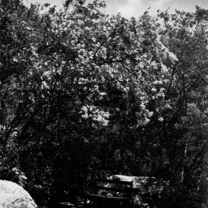 old wood bench, SBBG