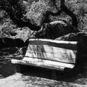 Sequoia wood bench, given by Mrs. Herbert Thorne King in memory of her husband