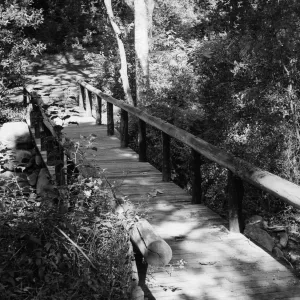 SBBG Campbell Bridge