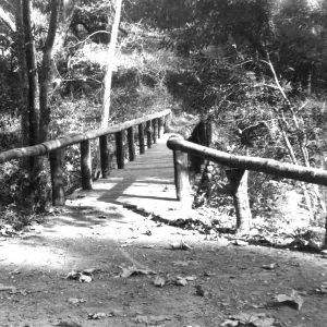 SBBG Campbell Bridge