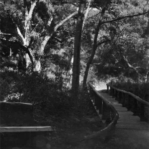 Campbell Bridge, SBBG