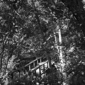 Campbell Bridge, SBBG