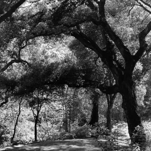 Canyon Trail, SBBG