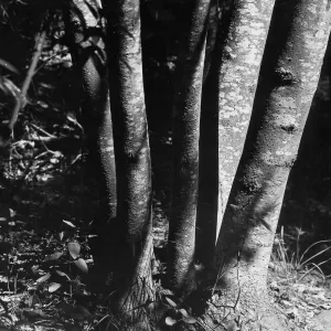 tree trunks, Canyon Section, SBBG