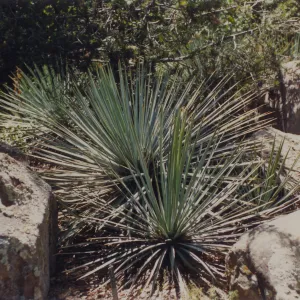 Desert Section, SBBG