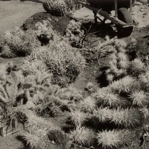 Desert Section, SBBG