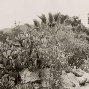 Desert Section, SBBG