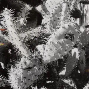 cactus, Desert Section, SBBG 1960