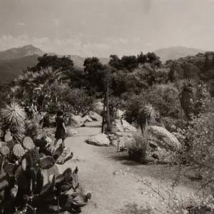 Desert Section, Santa Ynez mountian view, SBBG