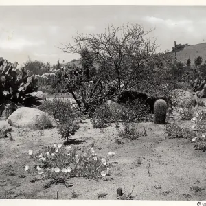 The Desert Section, SBBG