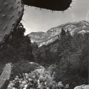 Desert Section, view to La Cumbre Peak, SBBG