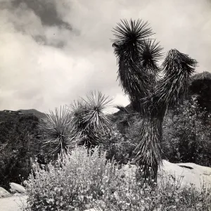 Joshua Trees, SBBG
