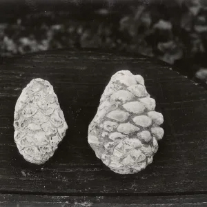 Fossil pine cones (Miocene): Pinus radiata