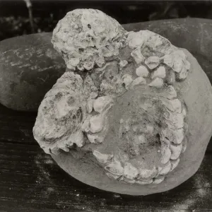 Fossil pine cones (Miocene): Pinus radiata