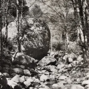 Mission Creek on the grounds of SBBG with white alders along the stream edge