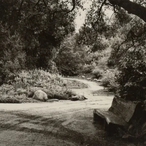 wood bench and path, Manzanita Section, Entrance Display? (wood bench under Entrance oak)?