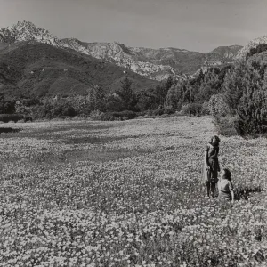 SBBG Spring Meadow, California poppies, 1940 (replicate of SBBG_PR_00035)