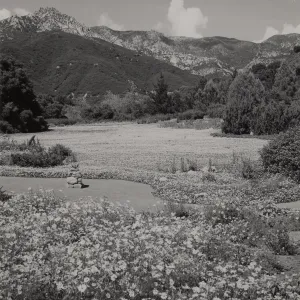 Meadow of wild strawberry (Fragaria chiloensis), © Josef Muench