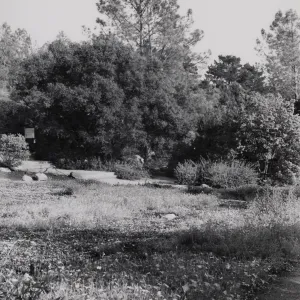 Meadow, SBBG