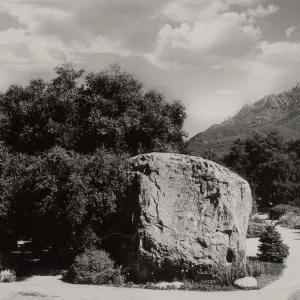 Meadow, SBBG, © Josef Muench (Coastal Live Oak)