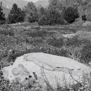 Meadow, SBBG