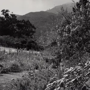 Meadow, SBBG