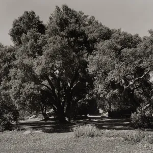 Meadow Oaks (Coastal Live Oak), SBBG, © Josef Muench