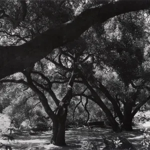 under the Meadow Oaks (Coastal Live Oak), SBBG