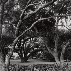 Meadow Oaks, SBBG