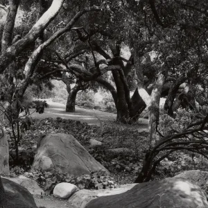Meadow Oaks, SBBG
