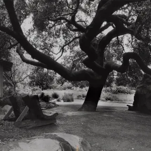 Meadow Oaks (Coastal Live Oak), SBBG