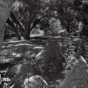 under the Meadow Oaks (Coastal Live Oak), SBBG
