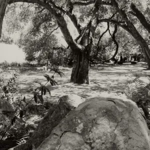 under the Meadow Oaks, SBBG (Coastal Live Oak)