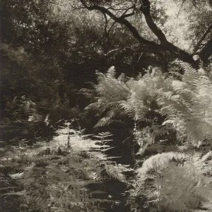 ferns beneath oak canopy, SBBG