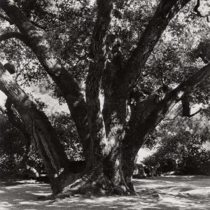 Meadow Oaks (Coastal Live Oak), SBBG