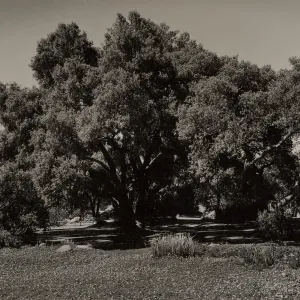 Meadow Oaks (Coastal Live Oak), SBBG, © Josef Muench