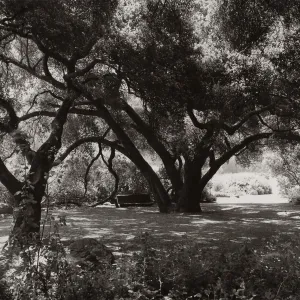 under the Meadow Oaks (Coastal Live Oak), SBBG