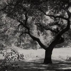 Coast Live Oak, Meadow Oaks, SBBG