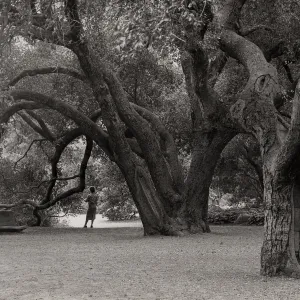 under the Meadow Oaks (Coastal Live Oak), SBBG