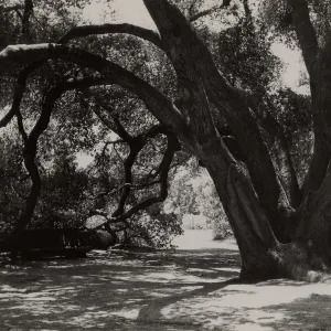 under the Meadow Oaks (Coastal Live Oak), SBBG